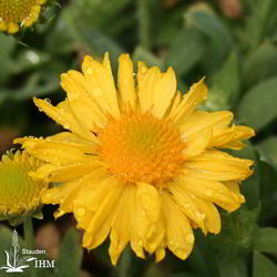 Gaillardia x grandiflora ‚Sunburst Yellow‘