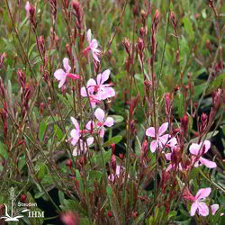 Japanische anemone