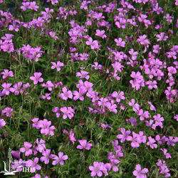 Garten-Storchschnabel