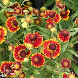 Garten-Sonnenbraut