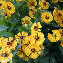 Garten-Sonnenbraut