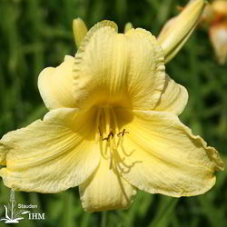 Taglilie