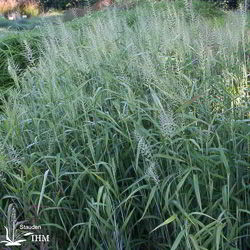 Flaschen-Bürstengras