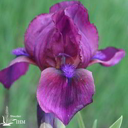 Iris ‚Cherry Garden‘