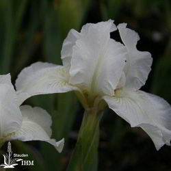 Iris ‚White Gem‘