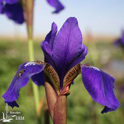 Iris sibirica ‚Niklas Sea‘