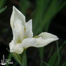 Iris sibirica ‚White Swirl‘