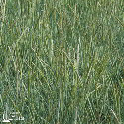 Blaues Schillergras