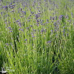 Zwergiger Lavendel