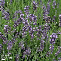 Lavendel