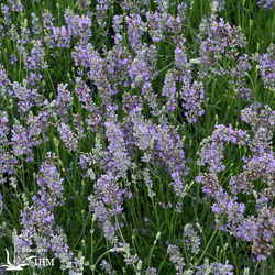 Lavendel