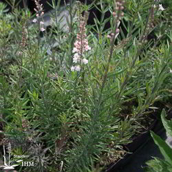Linaria purpurea ‚Canon J. Went‘