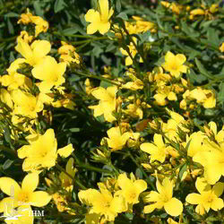 Zwerg-Gold-Flachs