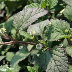 Aztekisches Süßkraut