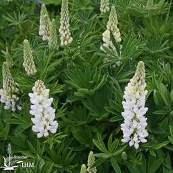 Garten-Lupine