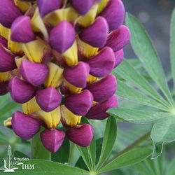 Garten-Lupine