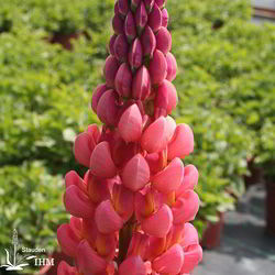 Garten-Lupine