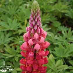 Garten-Lupine