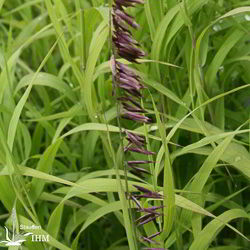 Melica altissima ‚Atropurpurea‘