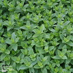 Mentha spicata var. crispa ‚Moroccan‘