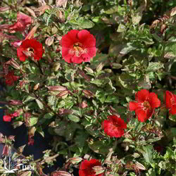 Mimulus ‚Roter Kaiser‘