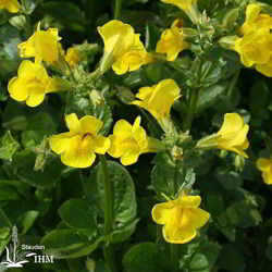 Gelbe Gauklerblume