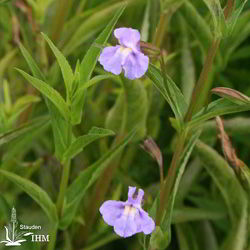 Blaue Gauklerblume