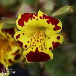 Gauklerblume
