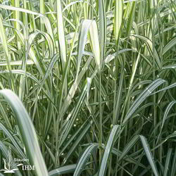 Weißbuntes Rohr-Glanzgras