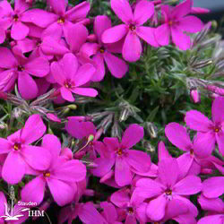 Polster-Phlox