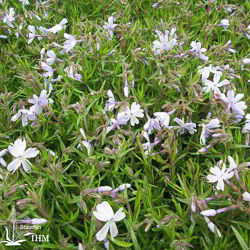 Polster-Phlox