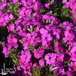 Polster-Phlox