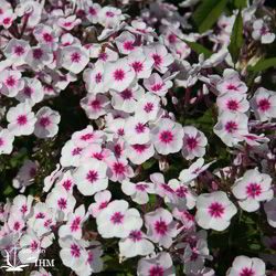 Stauden-Phlox