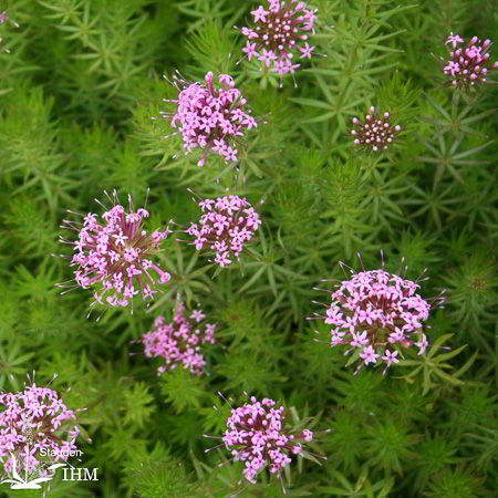 Phuopsis Stylosa Stauden Ihm