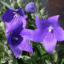 Ballonblume