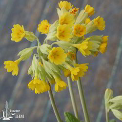 Echte Schlüsselblume