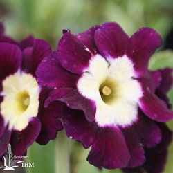 Garten-Aurikel