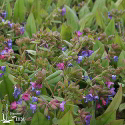 Pulmonaria angustifolia ‚Azurea‘