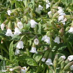 Lungenkraut