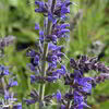 Salvia nemorosa ‚Blauhügel‘