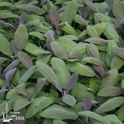 Salvia officinalis ‚Purpurascens‘