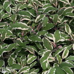 Salvia officinalis ‚Tricolor‘