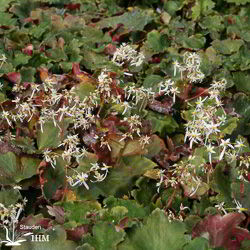 Herbst-Steinbrech