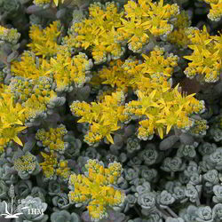 Sedum spathulifolium ‚Cape Blanco‘