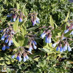 Symphytum azureum