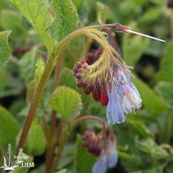 Symphytum grandiflorum ‚Wisley Blue‘