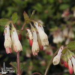 Symphytum grandiflorum