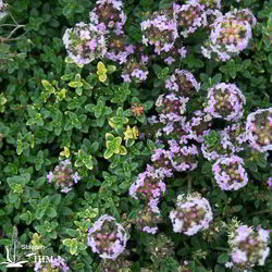 Thymus ‚Doone Valley‘