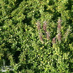 Thymus pulegioides ‚Bertram Anderson‘