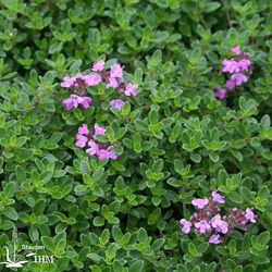 Thymus x citriodorus ‚Typ Lammefjord‘